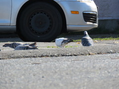 Columba livia domestica
