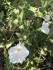Calystegia catesbeiana