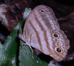 Magneuptychia fugitiva
