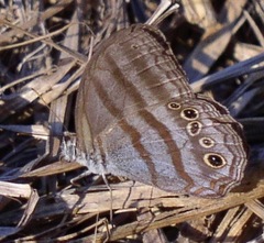 Magneuptychia ocypete