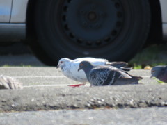 Columba livia domestica