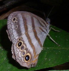 Magneuptychia fugitiva