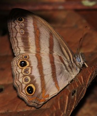 Magneuptychia fugitiva