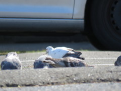 Columba livia domestica