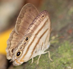 Magneuptychia fugitiva