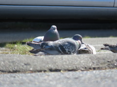 Columba livia domestica