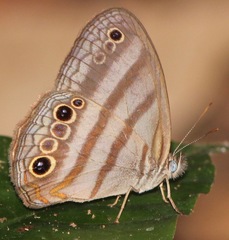 Magneuptychia fugitiva