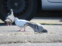 Columba livia domestica