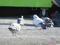 Columba livia domestica