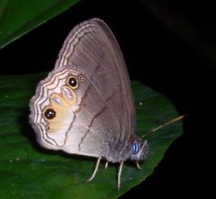 Splendeuptychia tupinamba