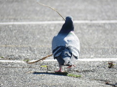 Columba livia domestica