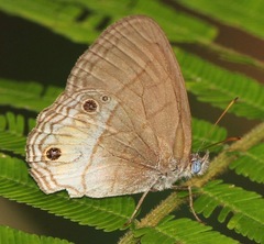 Splendeuptychia tupinamba