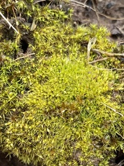 Pleuridium subulatum