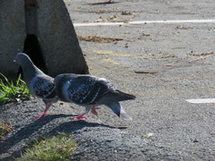 Columba livia domestica