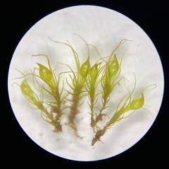 Pleuridium subulatum