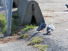 Columba livia domestica