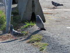 Columba livia domestica