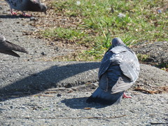 Columba livia domestica