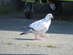 Columba livia domestica