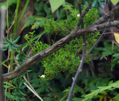 Arcytophyllum thymifolium