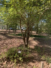 Crataegus aestivalis