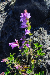 Penstemon fruticosus