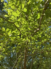 Crataegus aestivalis