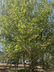 Crataegus aestivalis