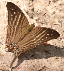 Marpesia egina