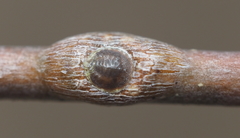 Lecanodiaspis