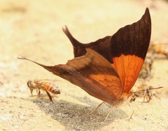 Marpesia furcula