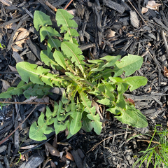 Taraxacum officinale