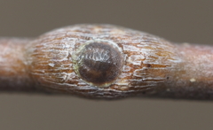 Lecanodiaspis