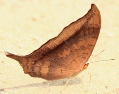 Marpesia furcula