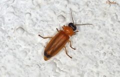 Luciolinae
