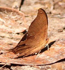 Marpesia furcula