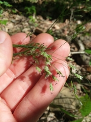 Poa autumnalis