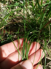 Poa autumnalis