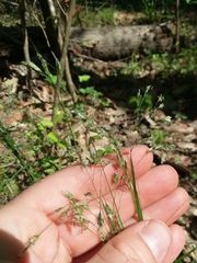 Poa autumnalis