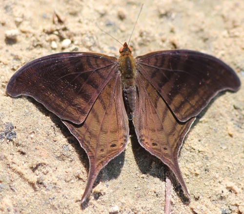 Subspecies Marpesia themistocles norica · iNaturalist