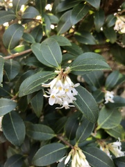 Osmanthus