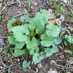Alliaria petiolata