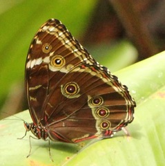 Morpho helenor pindarus