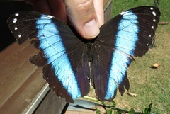 Morpho achilles