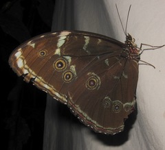 Morpho achilles