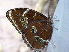 Morpho achilles