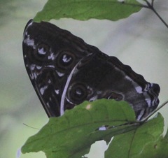 Morpho cisseis