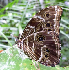 Morpho deidamia