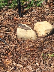 Sceloporus occidentalis