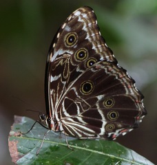 Morpho deidamia